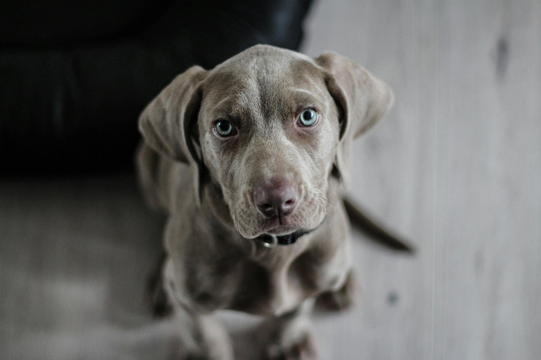 How to Reduce Dog Shedding at Home (Vet-Approved Tips