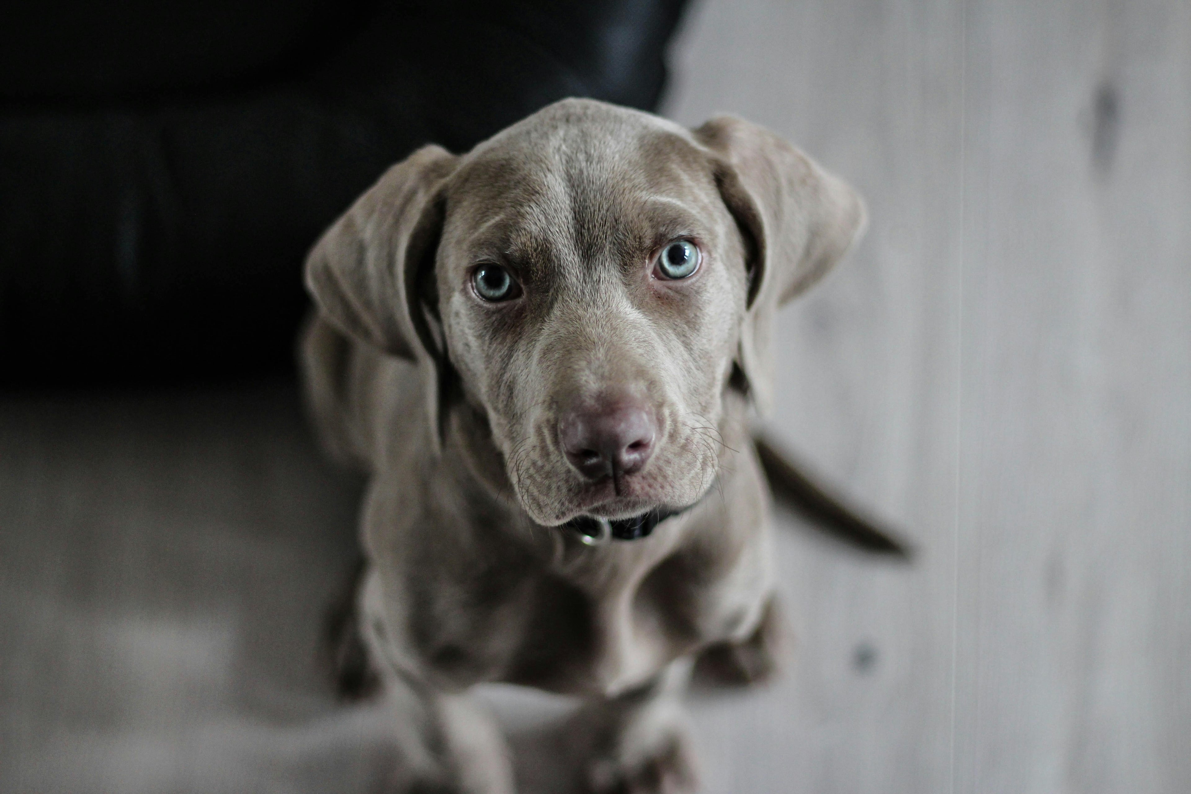 How to Reduce Dog Shedding at Home (Vet-Approved Tips
